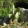Flowering Prickly Pear aka Irish Mittens ( Opuntia monaccantha )
