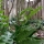 Japanese Holly Fern ( Cyrtomium falcatum )