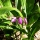 Ground orchid ( Spathoglottis Plicata )