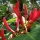 Coral Bean Tree aka Fireman's Cap ( Erythrina x bidwillii )