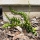 Bric brac vine aka zigzag cactus (Cryptocereus anthonyanus )