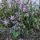 Toad Lily ( Tricyrtis formosana )