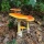 Texas Orange Cap Mushrooms aka  (Amanita jacksonii)