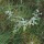 Hogwort, Woolly Croton, Texas Goatweed, Croton capitatus